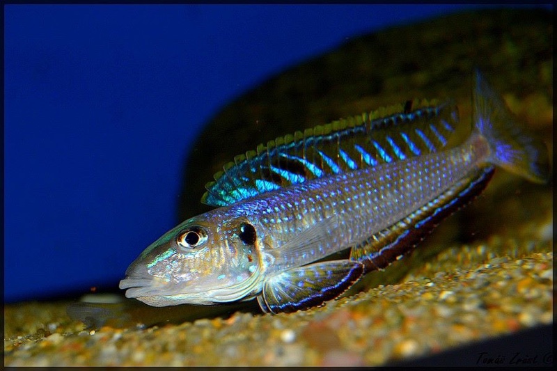 Enantiopus melanogenys 'Utinta'